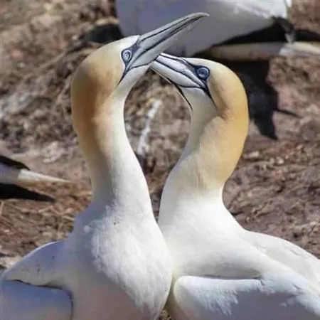 Bed and Breakfast Oak Tree Lane Country 4*