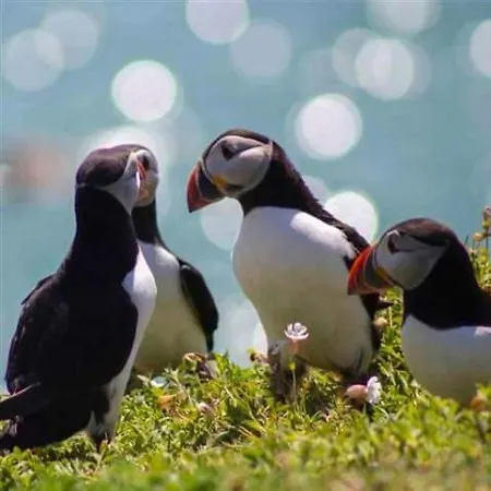 Oak Tree Lane Country Bridgetown (Wexford)