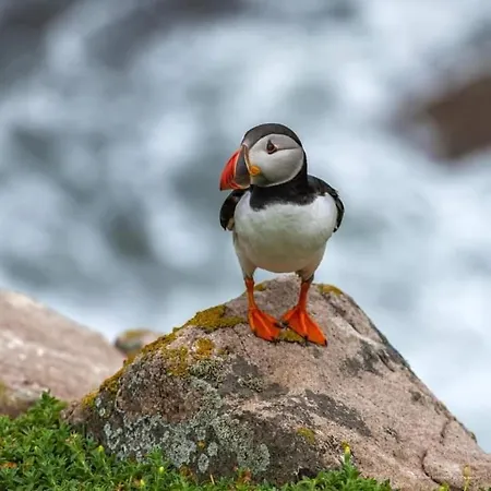 B&B Oak Tree Lane Country