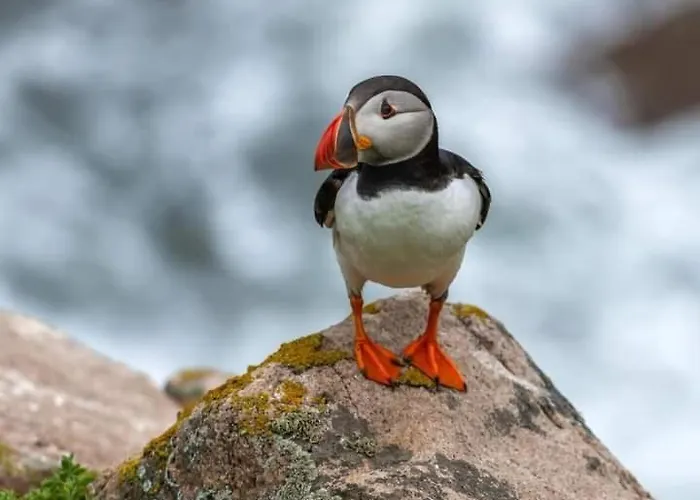 Frühstückspension Oak Tree Lane Country